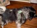Alvy: The Story of a Rescued Keeshond