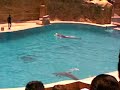 Mundo Marino (Six Flags Mexico)