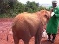 Baby Elephants at the Sheldrick Trust in Nairobi