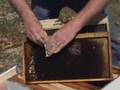 www.nebees.com - How to Install a Package of Honey Bees