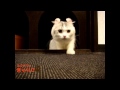 Click here to watch this video ネコカフェきゃりこ新宿店の猫達 cats-cafe at shinjuku