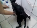 Cafeína toma banho
