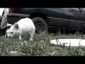 videos de Six cats are left