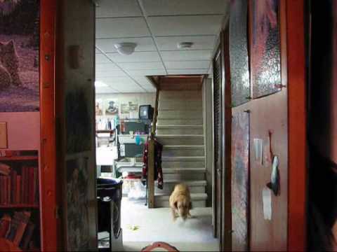 My Dog Casey Jumps Down Stairs