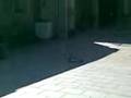 videos de Traxxis Bandit Doing Burnouts. With Lipo