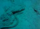 Sharptail eel 2 Sharptail eel 2