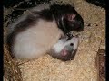 Unsere Stinker