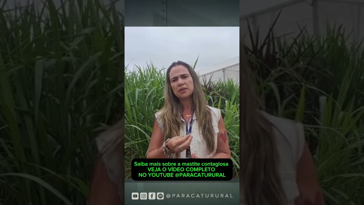 Saiba mais sobre a mastite contagiosa