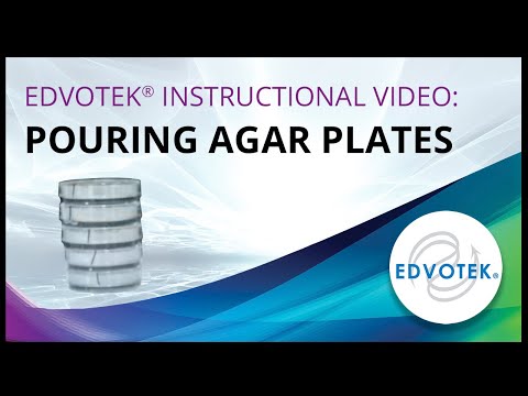 how to isolate micrococcus luteus
