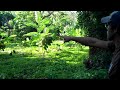 Drought Resistant Design in Agroforestry, Nicaragua