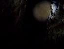 bone cave