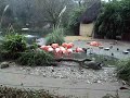 Flamingos Zoo Duisburg