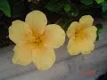 2004 LAS PALMAS GRAN CANARIAS