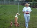 Ibizan Hound doing obedience