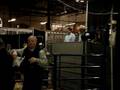 cattle auction @ the royal agricultural winter fair