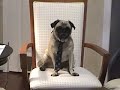 Yodi the Super pug answering more questions!
