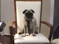 Yodi the Super pug answering more questions!