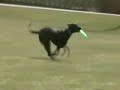 Discdog