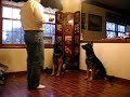 Johann & Stretch..Like Father, Like Son German Shepherd Dogs