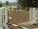 Horse Jumping | Nepean Park