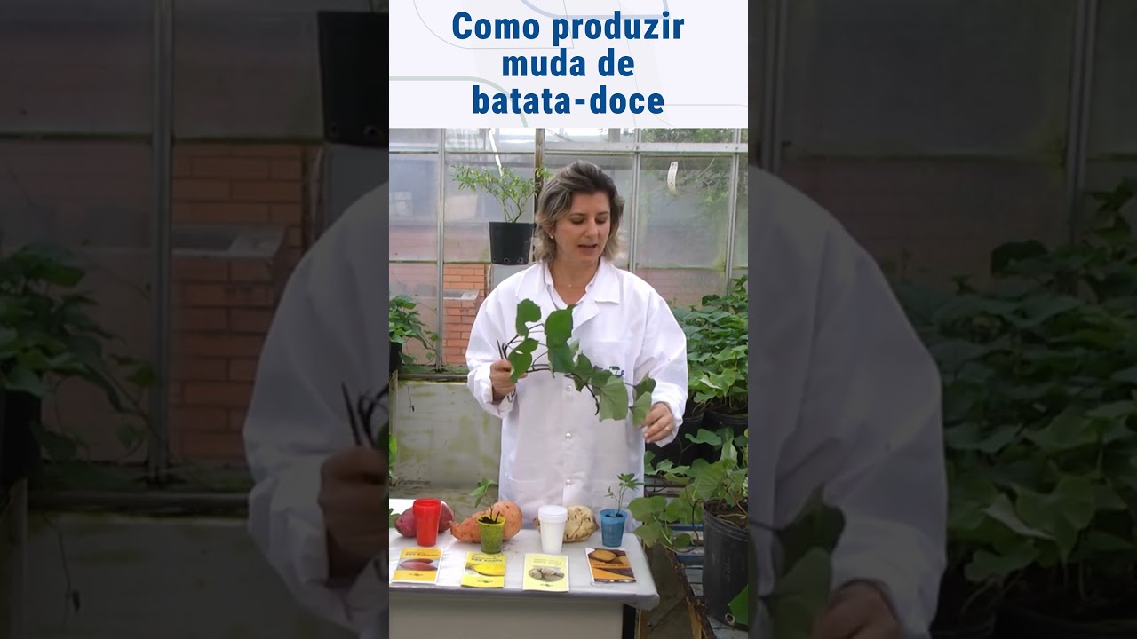 Como produzir mudas de batata-doce | Terra Sul