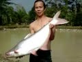 big fish......( patin and tapah ) - Thumb #1