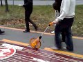 the longest condom chain in the world - bucharest