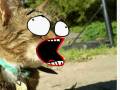 videos de My cats firing its lazor!!