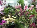 Santa Barbara Orchid Show 2008