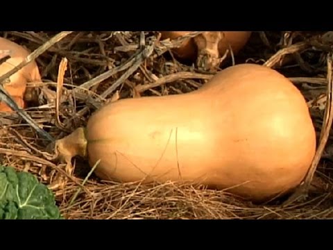 how to harvest squash flowers