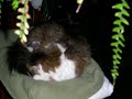 Kala asleep in fast motion