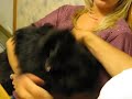 Psycho Pomeranian