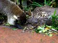 Coati in Costa Rica, part of the raccoon family of mammals