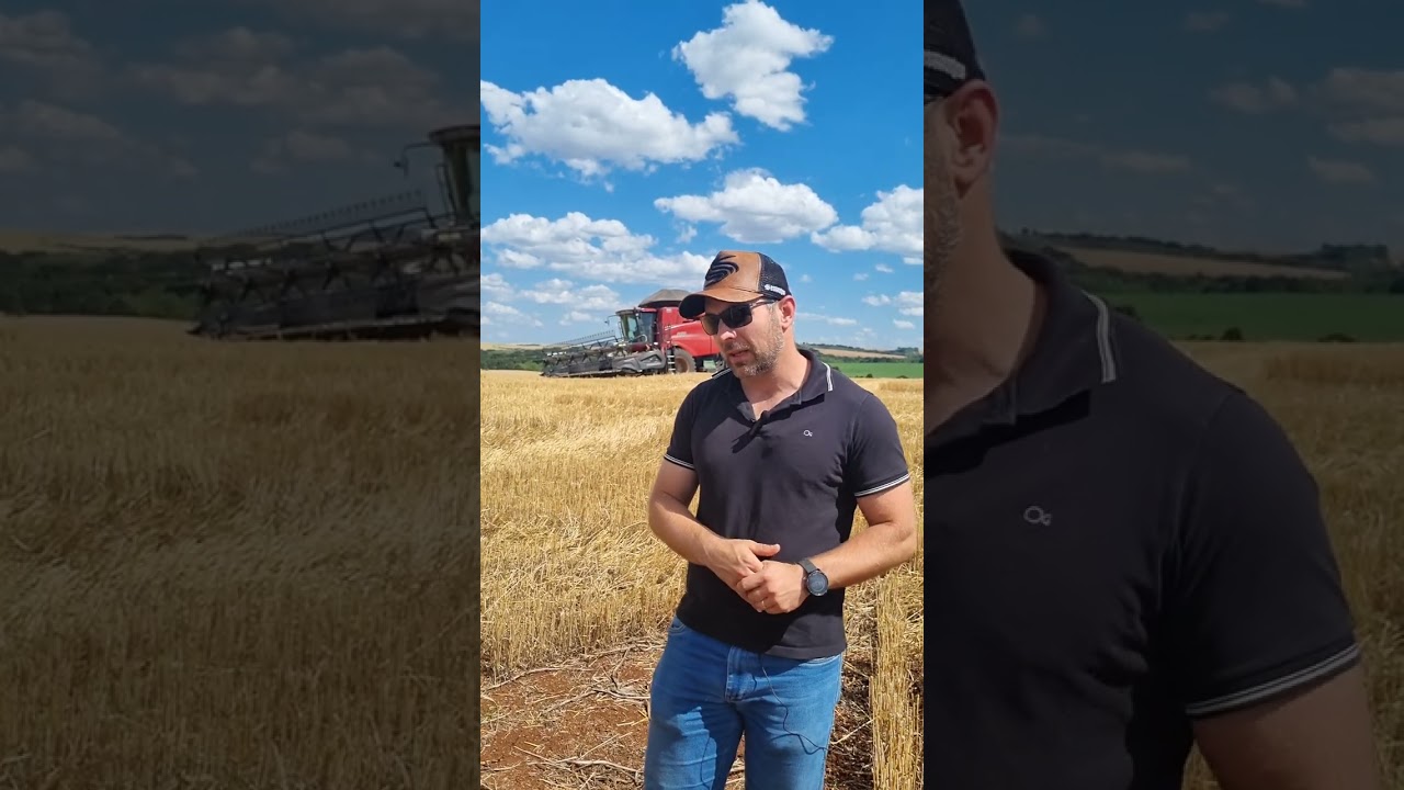 Colheita Safra de Trigo 2024: depoimento produtor Pedro Basso, em Vacaria, RS