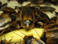 Blaptica dubia - Close Up