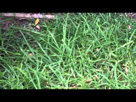 how to eliminate twitch grass