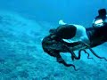 Hawaii Dive Hawaii Dive
