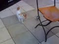 Futbolcu Kedi Futbolcu Kedi