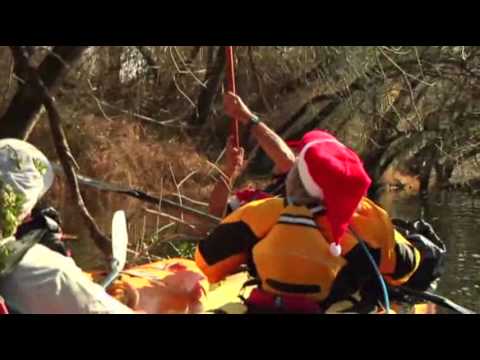 how to harvest mistletoe