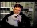CualCerdo -he gato