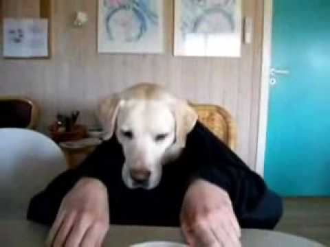 labradoor