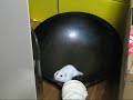 Hamster in a Wok set to the Benny Hill theme, 