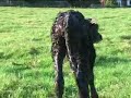 Twin calves are born