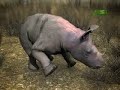 Untamed and Uncut- Baby Rhino Trapped Untamed and Uncut- Baby Rhino Trapped