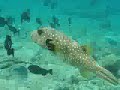Snorkeling in Kahalu\ Snorkeling in Kahalu\