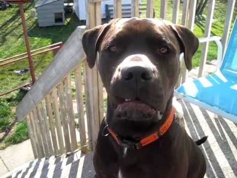 pitbull croisé rottweiler