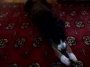 Addie licking rug 6-08 Huperzine A