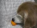蜜柑を食べるゴールデンレトリバー