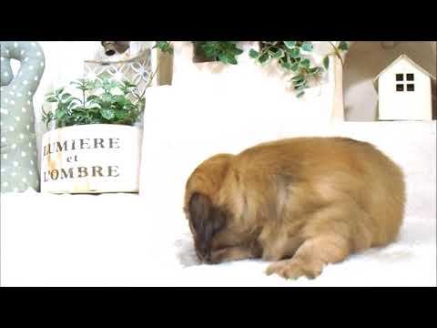 YouTube Preview Image