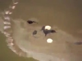 videos de Tadpole loopie loo